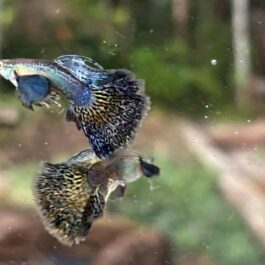 Purple Berry Dragon guppy pair