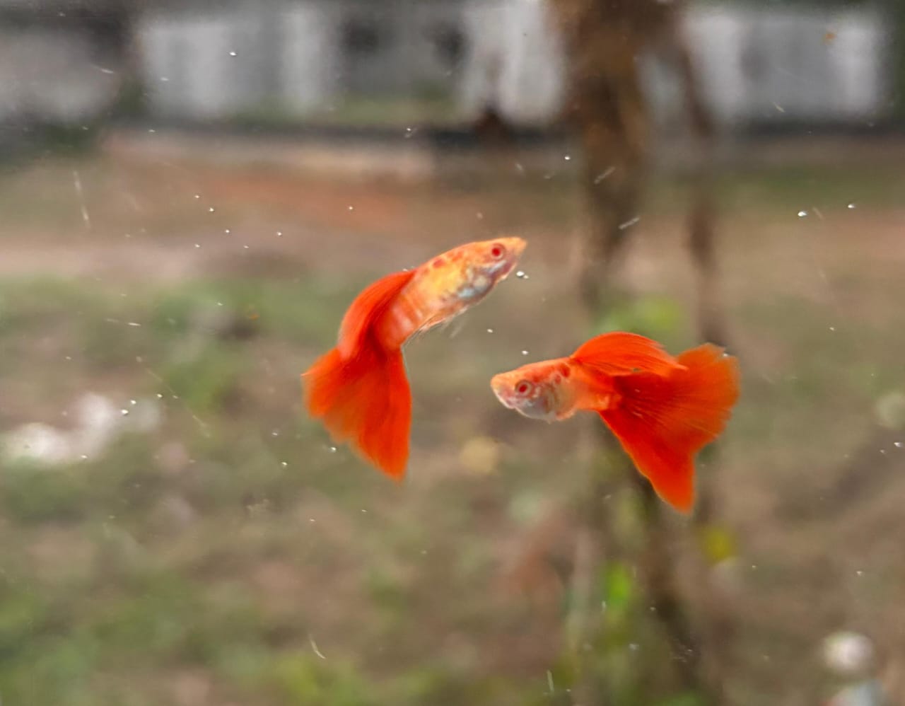 Albino Cobra Red Tail guppy ( pair) - Image 5