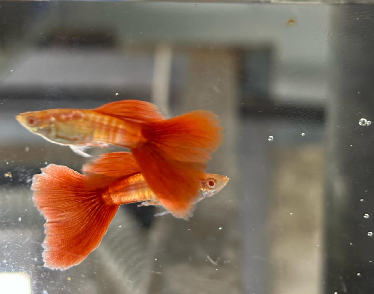 Albino Cobra Red Tail guppy ( pair) - Image 3
