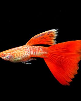 Albino Cobra Red Tail guppy ( pair)