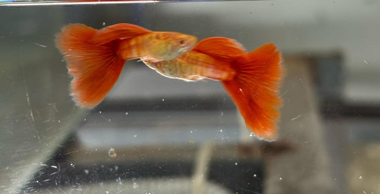 Albino Cobra Red Tail guppy ( pair) - Image 4