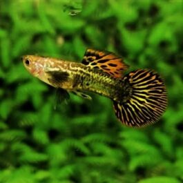 Red Dragon Round Tail guppy ( pair)