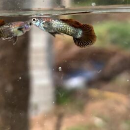 Red Dragon Round Tail guppy ( pair)