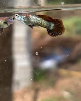 Red Dragon Round Tail guppy ( pair)