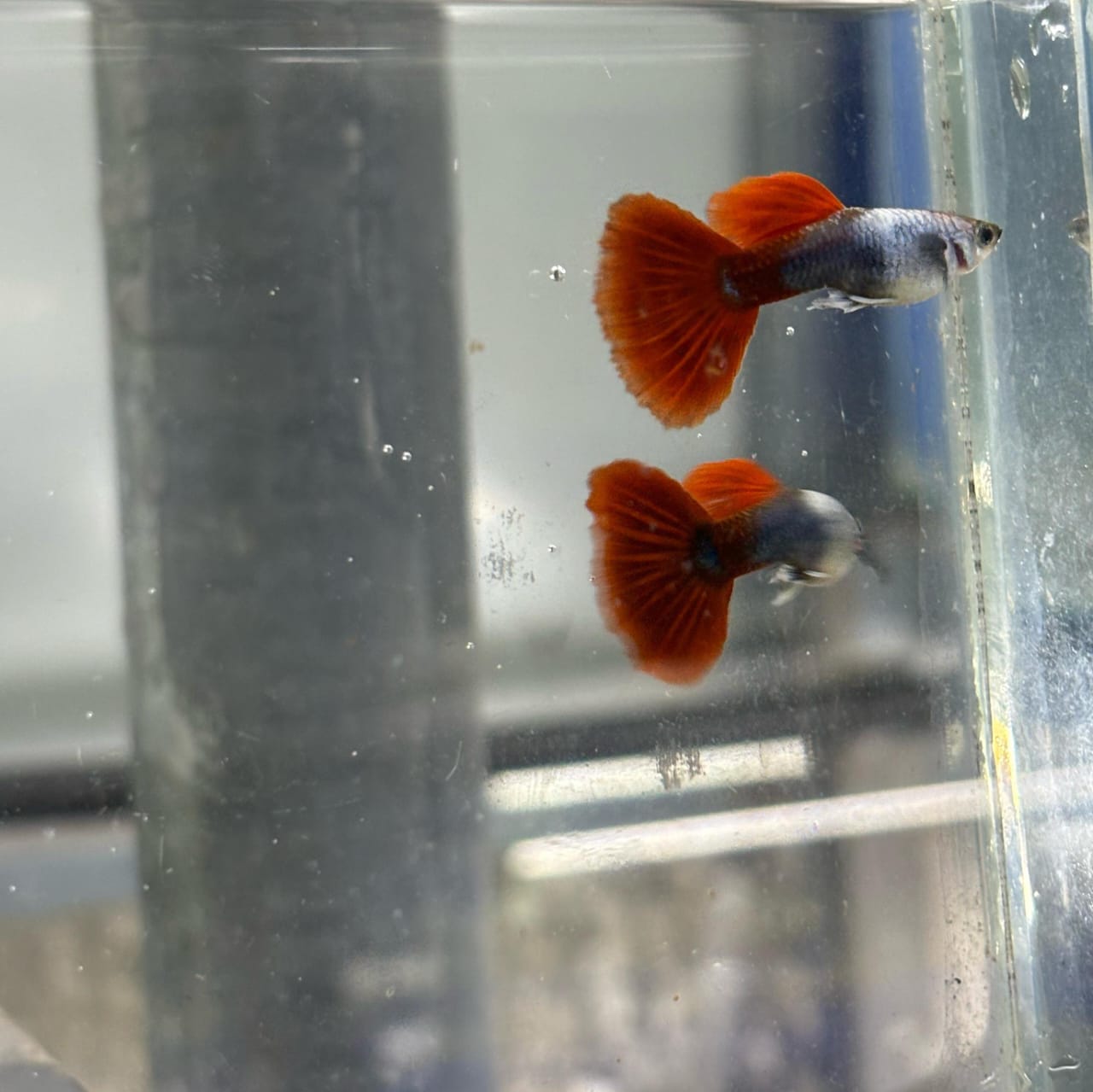 Silverado HB Red Tail guppy ( pair) - Image 3