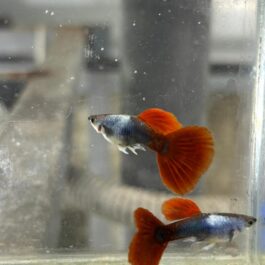 Silverado HB Red Tail guppy ( pair)