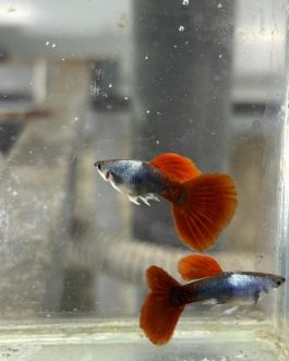 Silverado HB Red Tail guppy ( pair)