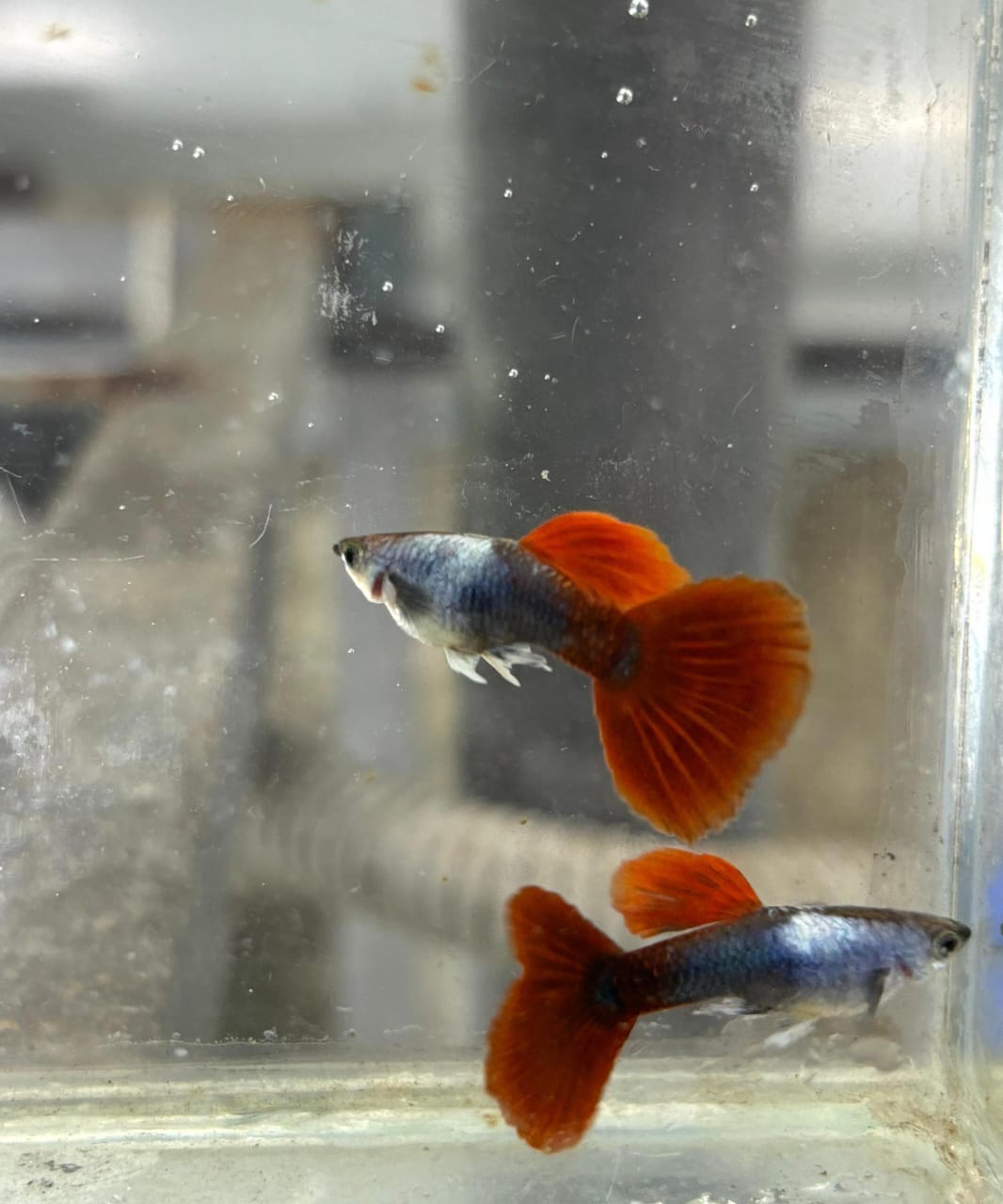 Silverado HB Red Tail guppy ( pair) - Image 2