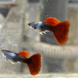 Silverado HB Red Tail guppy ( pair)
