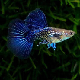 Purple Berry Dragon guppy pair