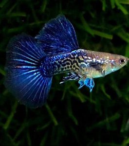 Purple Berry Dragon guppy pair