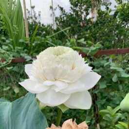 Ultimate thousand petal white Lotus