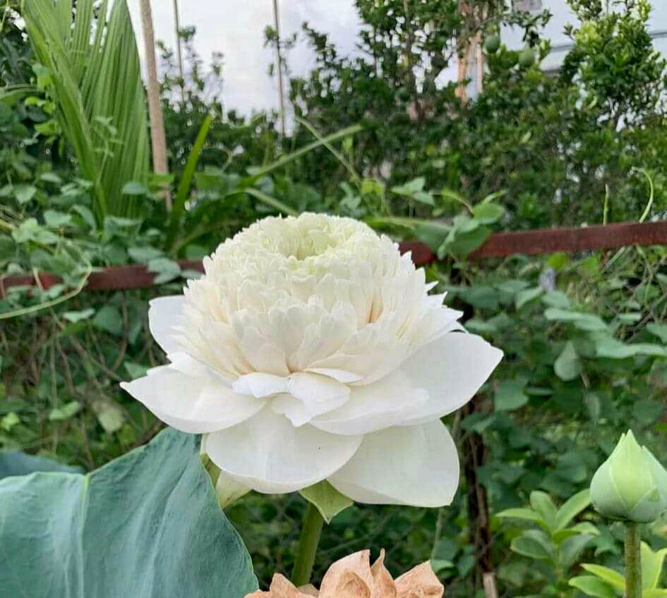 Ultimate thousand petal white Lotus