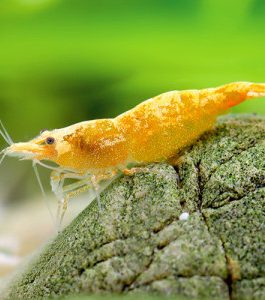 Jinsha shrimp ( 5 pcs)