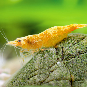 Jinsha shrimp ( 5 pcs)