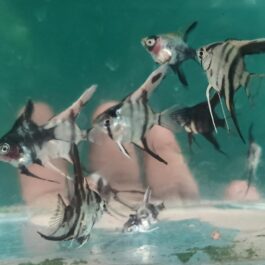 Angel button sized wholesale combo ( 25 pcs)