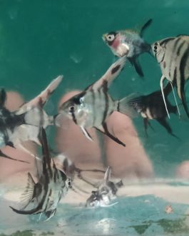 Angel button sized wholesale combo ( 25 pcs)