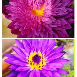 Khohinson ,Tanzanite waterlily flower plant combo ( 2 plants)