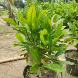 Miracle fruit plant (single plant)