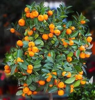 Miniature bush orange (single plant) - Image 3
