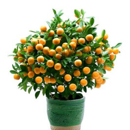 Miniature bush orange (single plant)