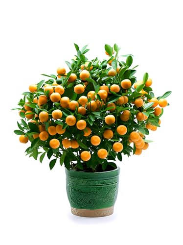 Miniature bush orange (single plant)
