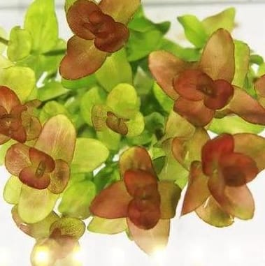 Bacopa yellow flame (3 stems) - Image 3