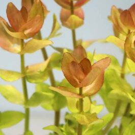 Bacopa yellow flame (3 stems)