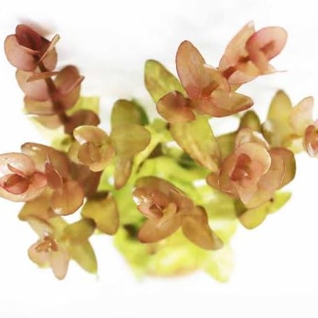 Bacopa yellow flame (3 stems) - Image 4