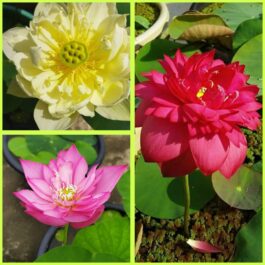 3 color lotus tuber combo ( yellow, pink, red)