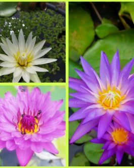 3 color waterlily flower plants combo ( white, pink, blue)