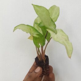 Syngonium ngern lai ma (small plant pot)