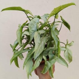 Syngonium ngern lai ma (small plant pot)