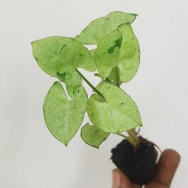 Syngonium green splash (small plant pot)