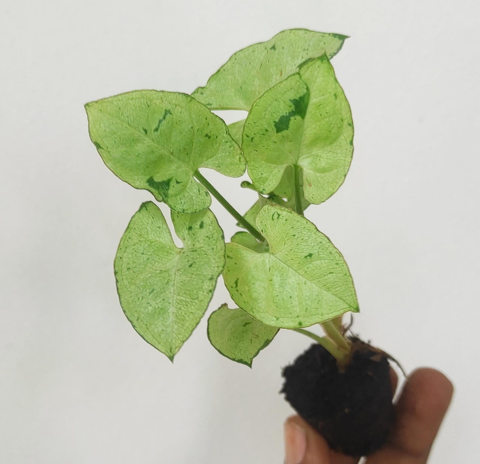 Syngonium green splash (small plant pot) - Image 2