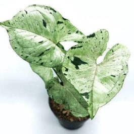 Syngonium green splash (small plant pot)