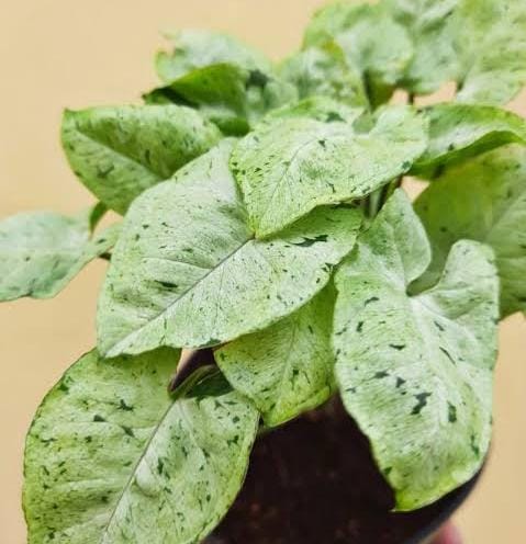 Syngonium green splash (small plant pot) - Image 4