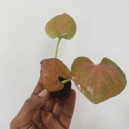 Syngonium Orm Nak Red (large single plant)