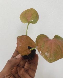 Syngonium Orm Nak Red (large single plant)