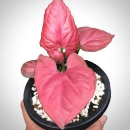 Syngonium Orm Nak Red (large single plant)