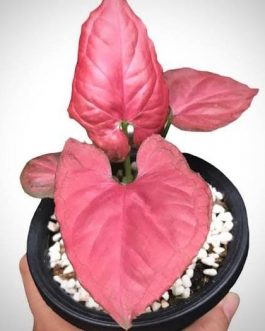 Syngonium Orm Nak Red (large single plant)