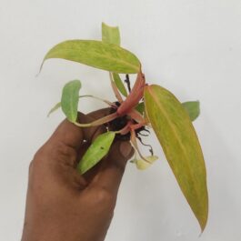 philodendron orange marmalade (medium sized plant pot)