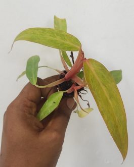 philodendron orange marmalade (medium sized plant pot)