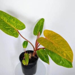 philodendron orange marmalade (medium sized plant pot)