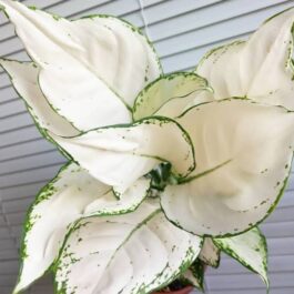 Aglaonema Super White (small plant pot)