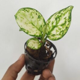Aglaonema Super White (small plant pot)