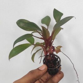 Philodendron Black Cardinal (small plant pot)