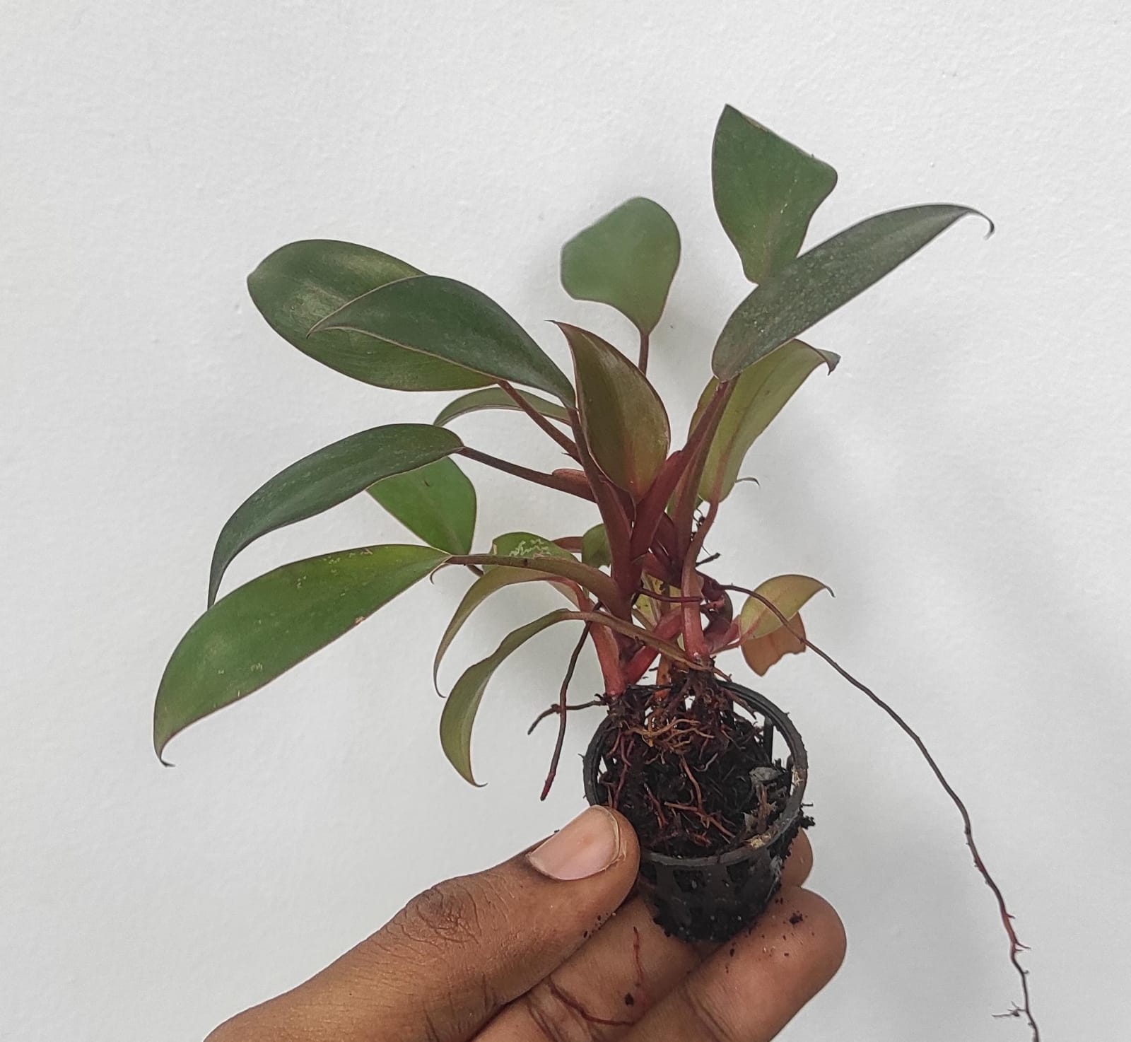 Philodendron Black Cardinal (small plant pot) - Image 2