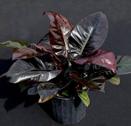 Philodendron Black Cardinal (small plant pot) - Image 3