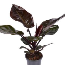 Philodendron Black Cardinal (small plant pot)